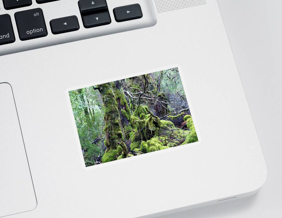 Tasmania Sticker featuring the photograph Weindorfer's Forest, Cradle Mountain,Tasmania, Australia by Elaine Teague