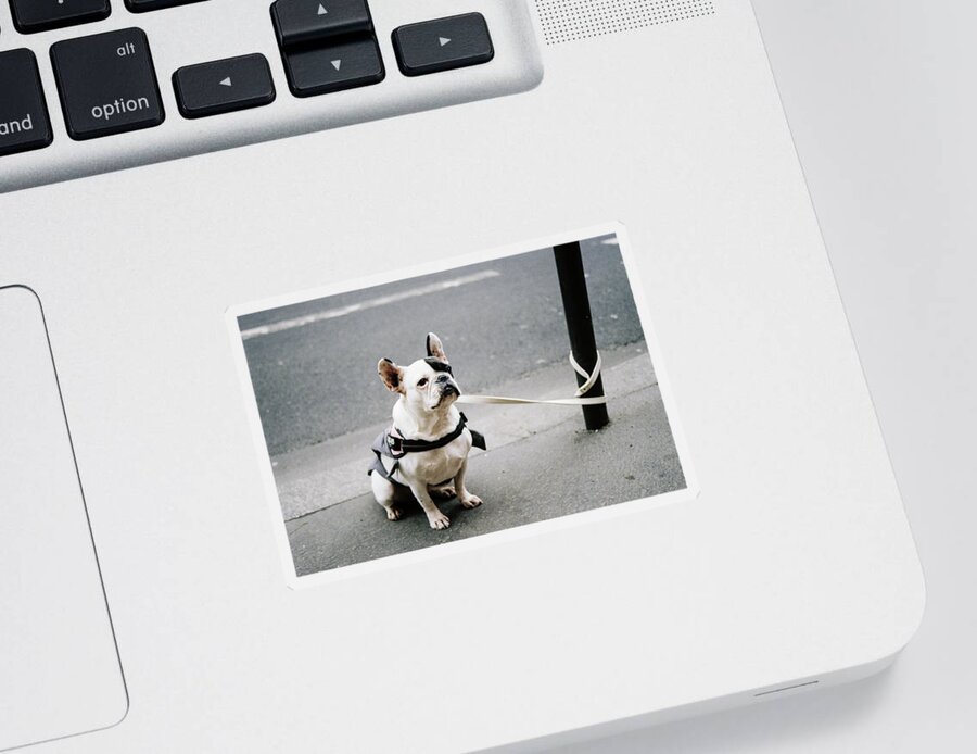 Dog Sticker featuring the photograph Well Behaved Dog Waiting For Owner by Barthelemy De Mazenod