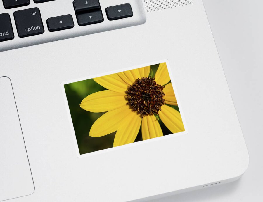 Sunflower Sticker featuring the photograph West Coast Dune Sunflower by Paul Rebmann