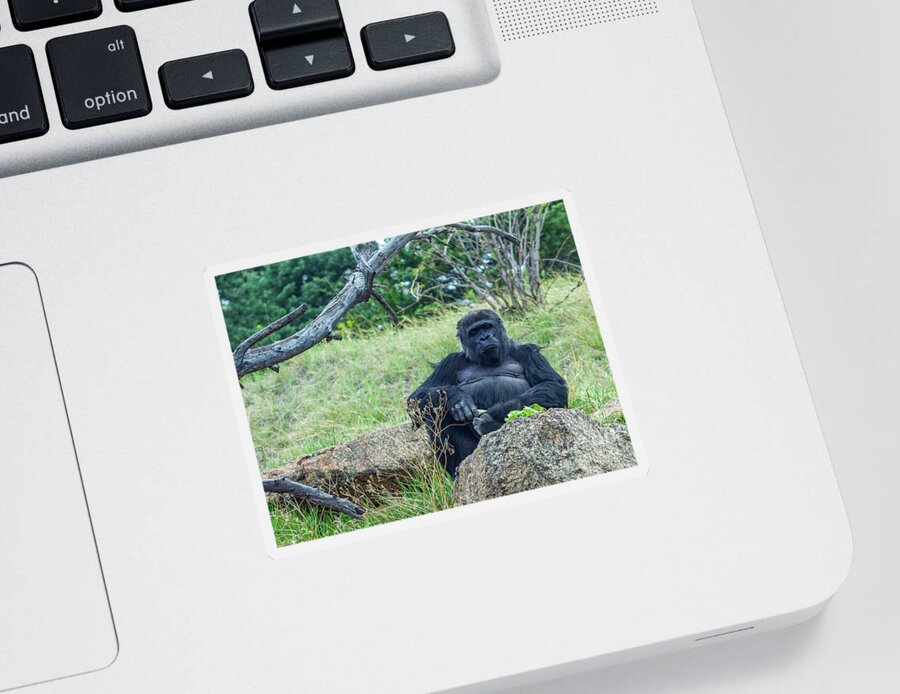 Western Lowland Gorilla Sticker featuring the photograph Western Lowland Gorilla by Shirley Dutchkowski