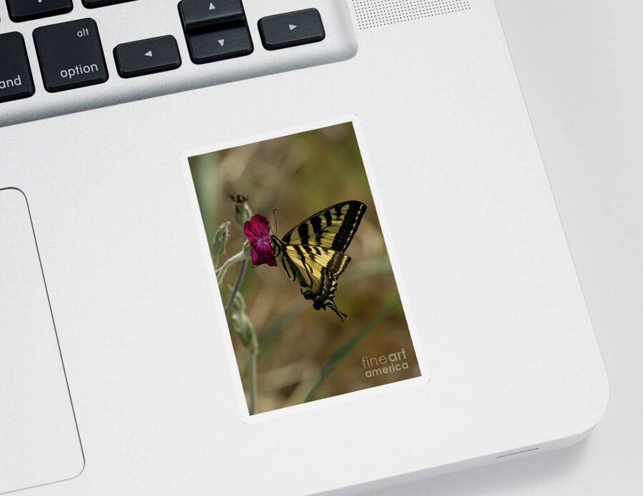 Western Tiger Swallowtail Sticker featuring the photograph Western Tiger Swallowtail Butterfly Clings to Wildflower #2 by Nancy Gleason