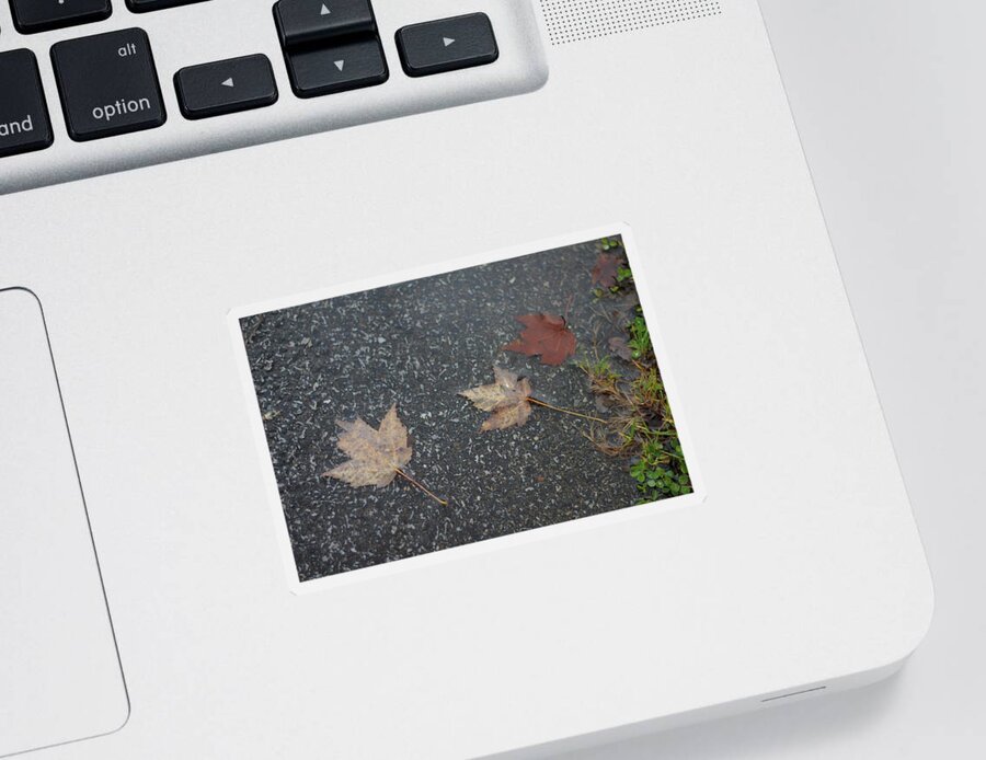 Leaves Sticker featuring the photograph Wet Autumn Leaves in a Puddle by Valerie Collins