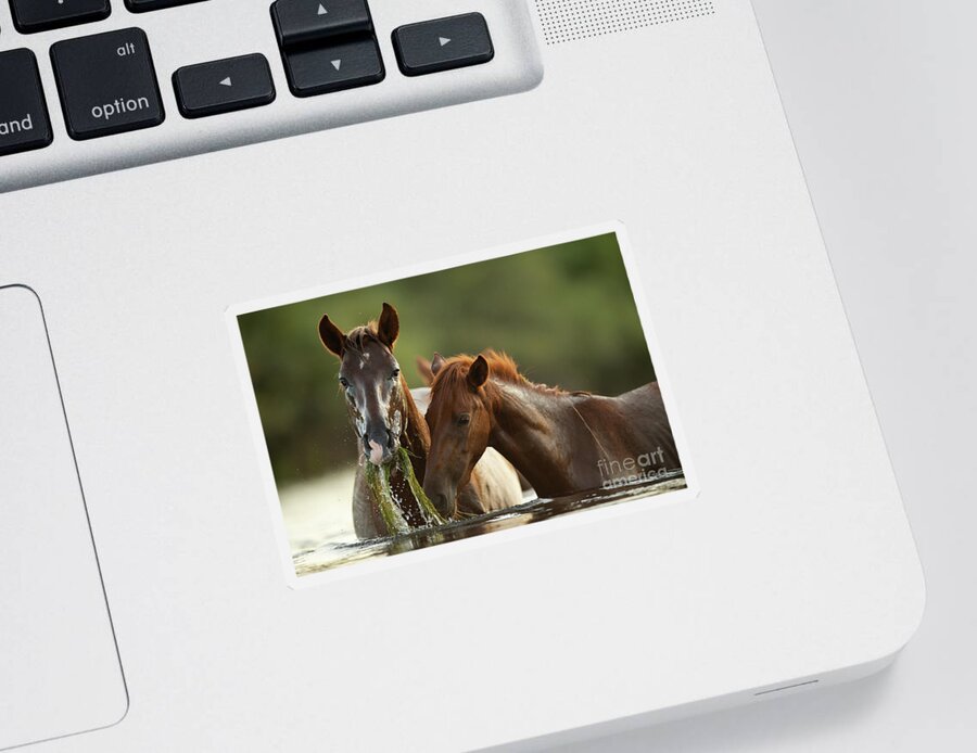 Salt River Wild Horses Sticker featuring the photograph Wet Face by Shannon Hastings