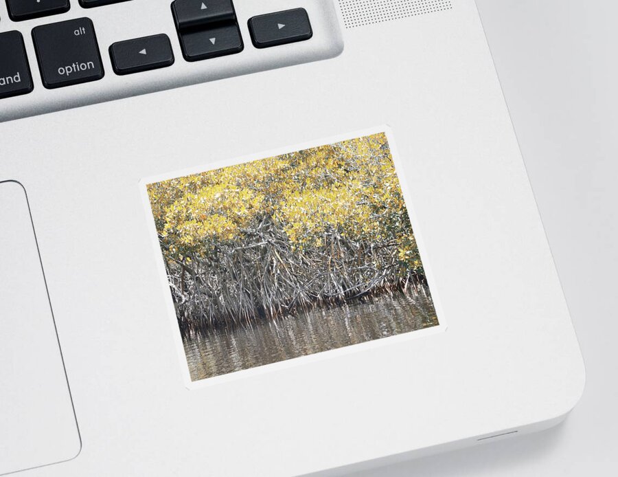 Florida Sticker featuring the photograph Wetlands Art by Alison Belsan Horton