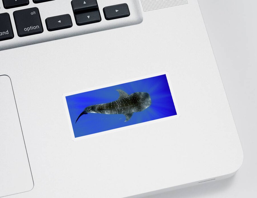 Whale Shark Sticker featuring the photograph Whale shark by Artesub