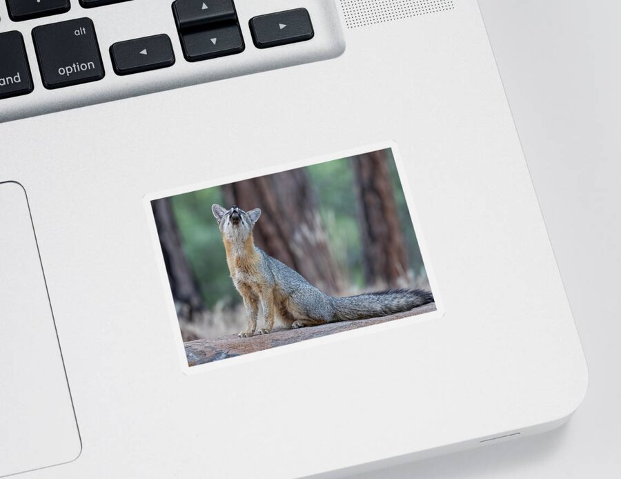 Fox Sticker featuring the photograph What does the Fox Say? by Randy Robbins