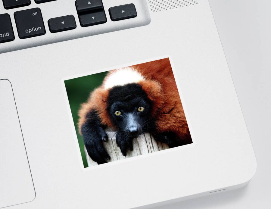 Red Ruffed Lemur Sticker featuring the photograph Whatchya Lookin At by Lens Art Photography By Larry Trager