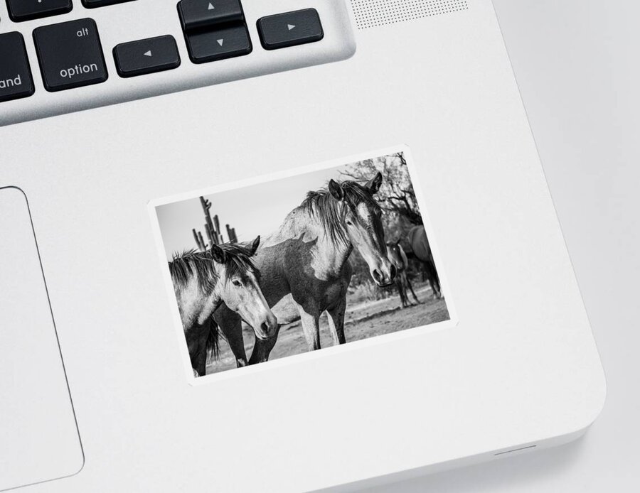 Horse Sticker featuring the photograph Where the West is Wild by Bonny Puckett