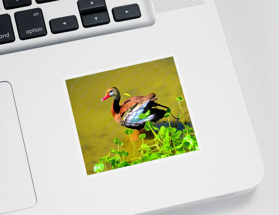 Duck Sticker featuring the photograph Whistling by Alison Belsan Horton