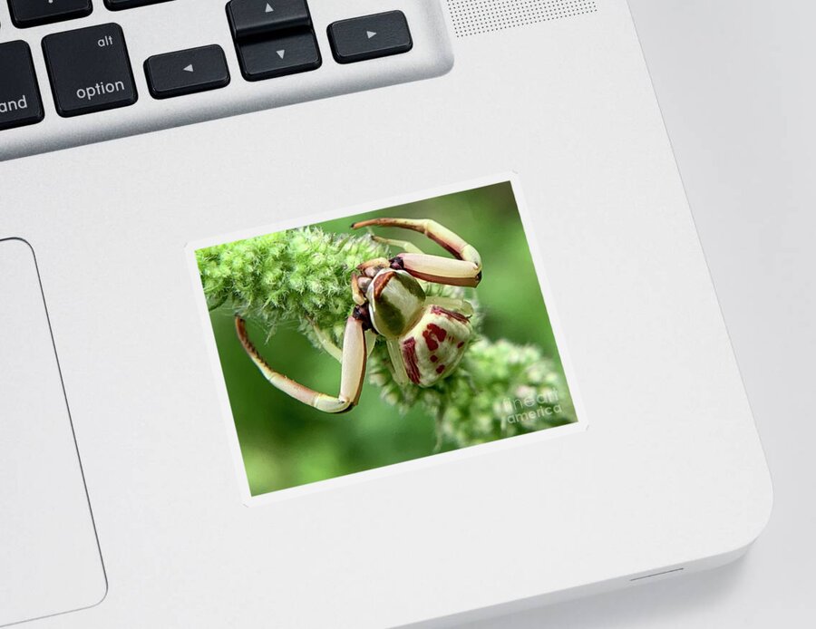 Spider Sticker featuring the photograph White Banded Crab Spider by Catherine Wilson