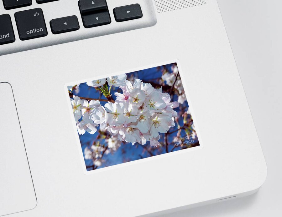 Cherry Tree Sticker featuring the photograph White Blossoms with Carolina Blue by Amy Dundon