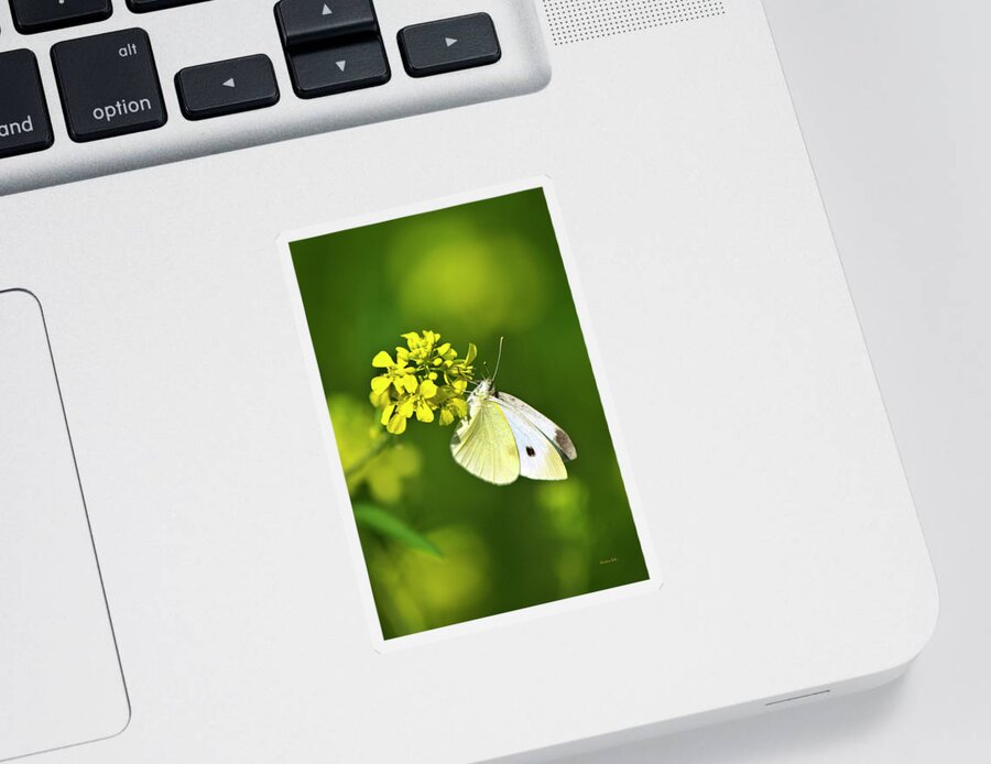 Butterfly Sticker featuring the photograph White Butterfly On Yellow Flower by Christina Rollo