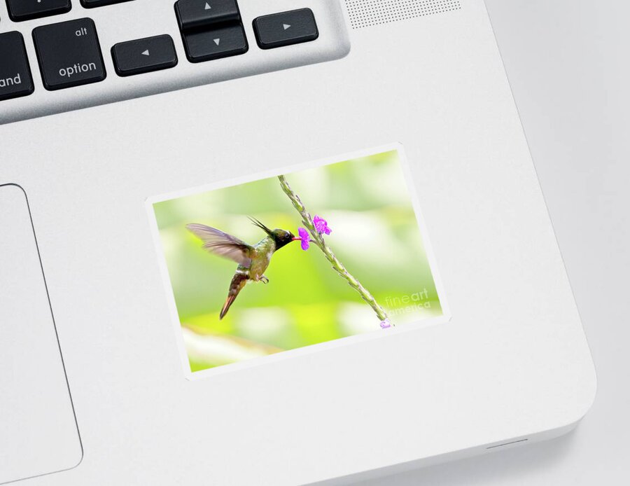 Rare Sticker featuring the photograph White-crested Coquette Lophornis adorabilis sipping nectar by Tony Mills