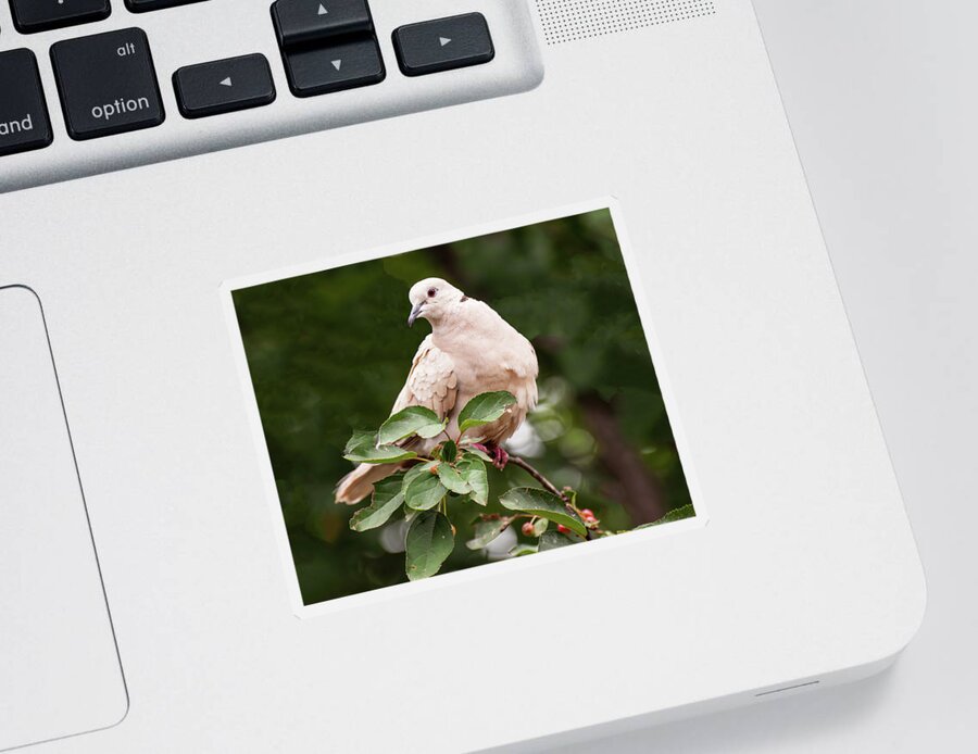 White Dove Sticker featuring the photograph White Dove On A Bush by Flees Photos