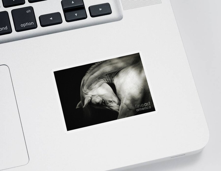 Horse Sticker featuring the photograph White Horse Sensual Portrait On Black Background by Dimitar Hristov