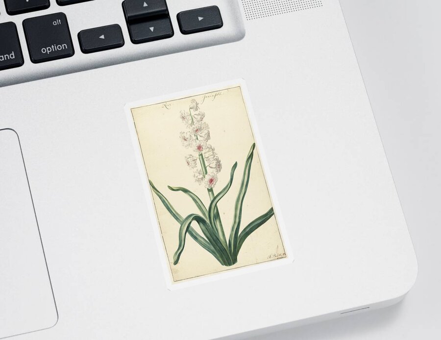Vintage Sticker featuring the painting White hyacinth, Hendrik Budde, 1720 by MotionAge Designs