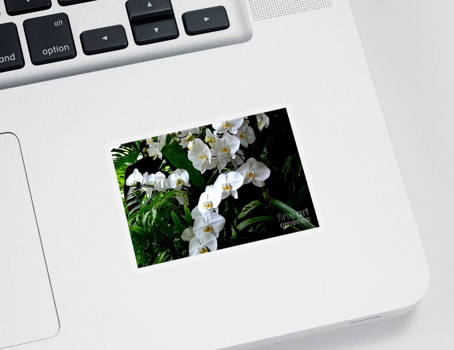 White Phalaenopsis Orchid Photograph Sticker featuring the photograph White Orchid Parade of Blooms by Expressions By Stephanie
