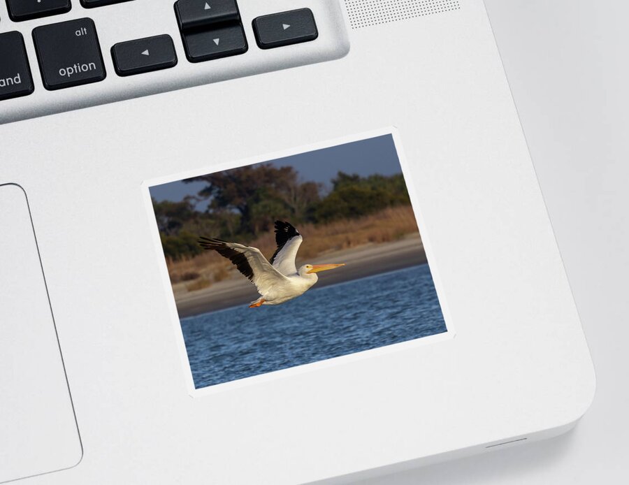 American White Pelican Sticker featuring the photograph White Pelican in Flight by Patricia Schaefer