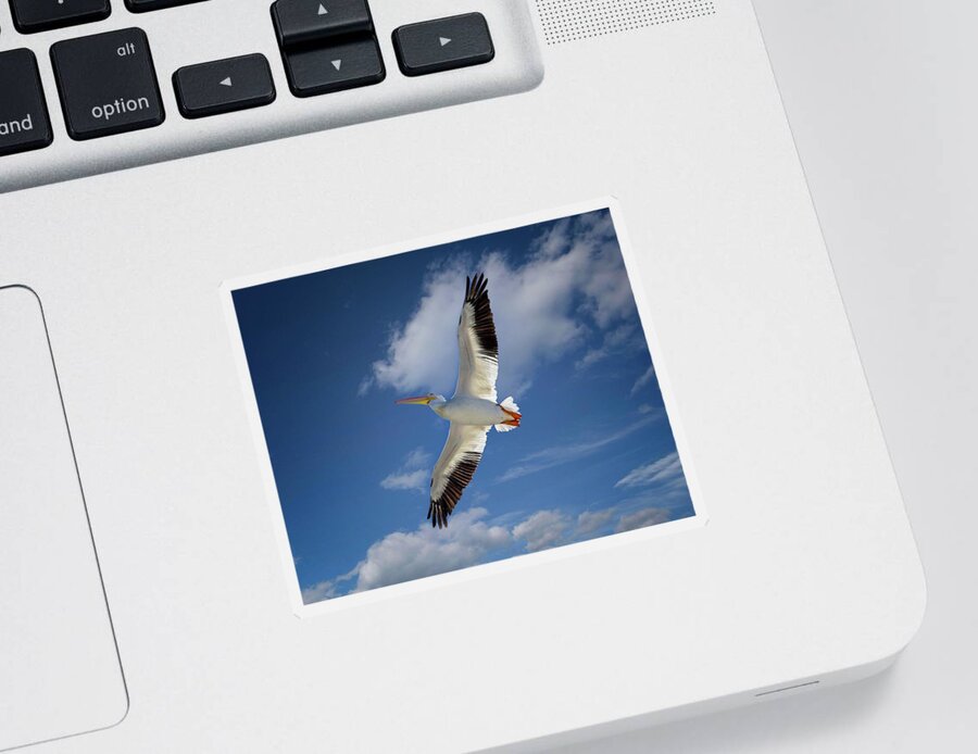 American White Pelican Sticker featuring the photograph White Pelican Soaring by Ronald Lutz