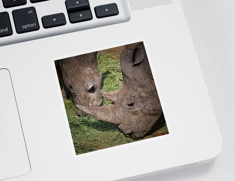 Rhinos Sticker featuring the photograph White Rhinos by Rene Vasquez