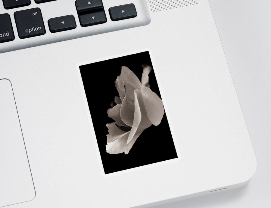 Rose Sticker featuring the photograph White Rose by Ron Roberts
