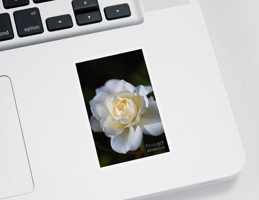 Floribunda Rose Sticker featuring the photograph White Soft Rose by Joy Watson