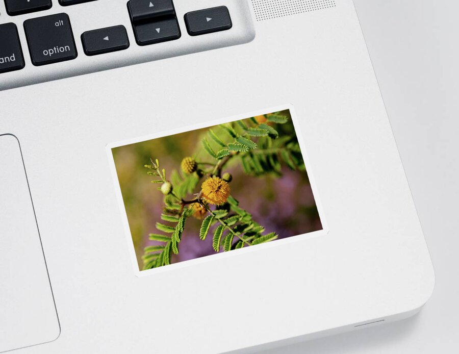 Acacia Sticker featuring the photograph White Thorn Acacia in Bloom by Bonny Puckett
