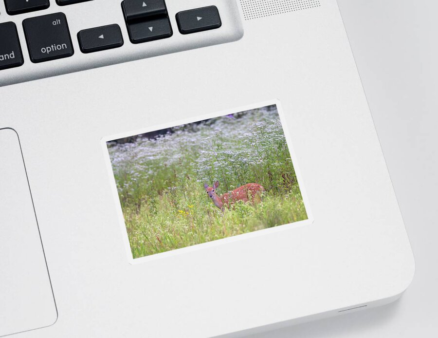Whitetail Deer Fawn Sticker featuring the photograph Whitetail Fawn in a Boneset Field by Susan Rissi Tregoning