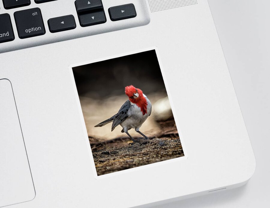 Red Crested Cardinal Sticker featuring the photograph Who is Checking Out Who by Belinda Greb