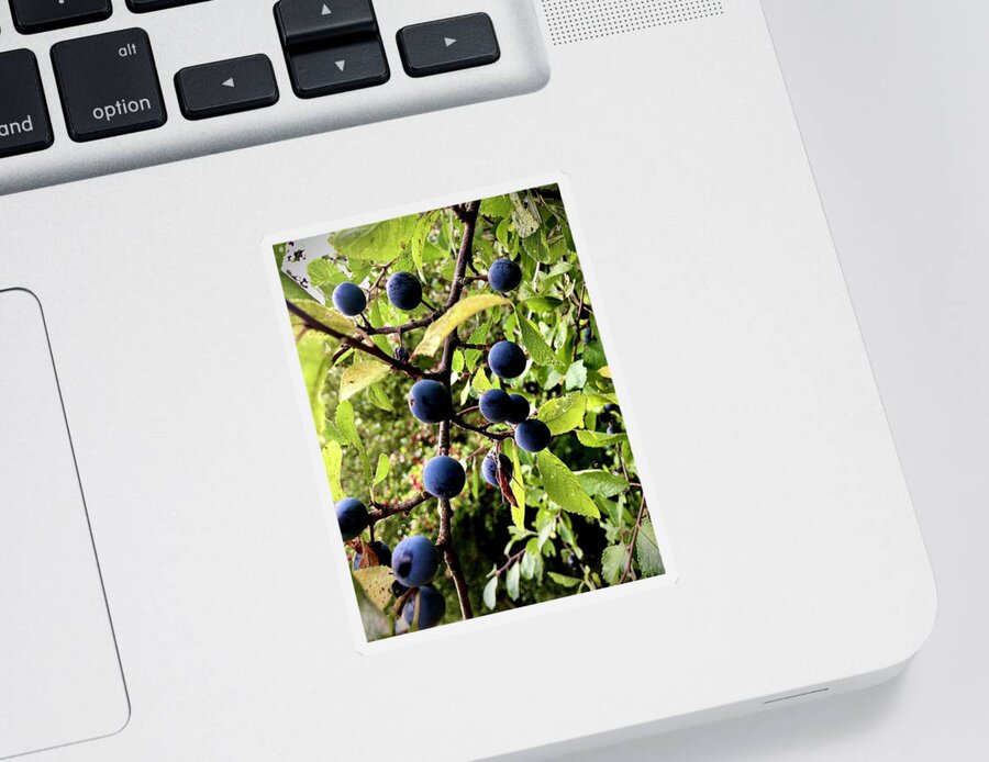  Sticker featuring the photograph Wild Blue Berries by Gordon James