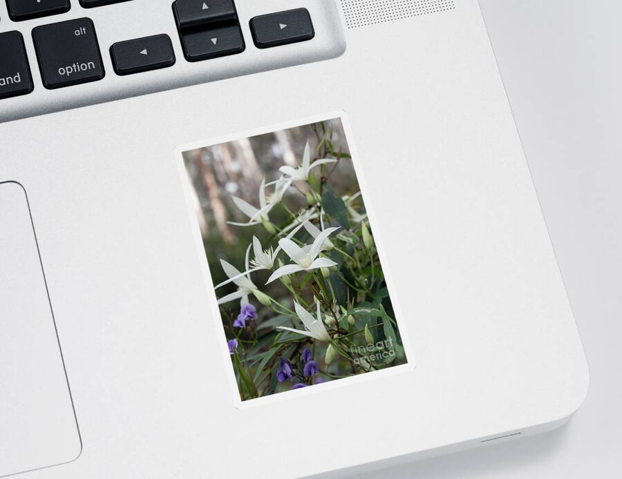 Clematis Sticker featuring the photograph Wild Clematis Aristrata by Elaine Teague