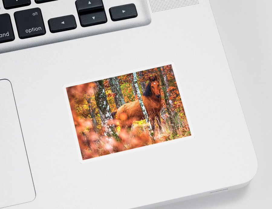 Animals Sticker featuring the photograph Wild by Evgeni Dinev