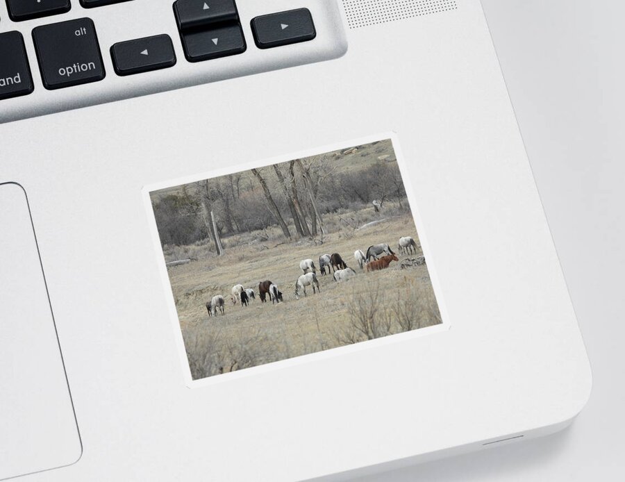 Wild Horses Sticker featuring the photograph Wild Horse Herd 1 by Amanda R Wright