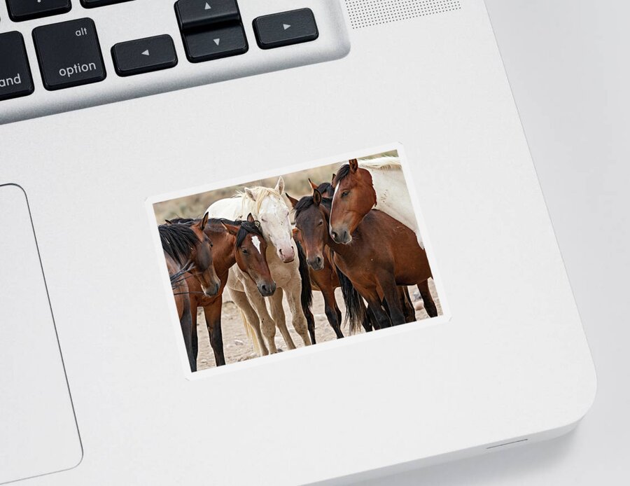 Wild Horses Sticker featuring the photograph Wild Horse Huddle by Wesley Aston