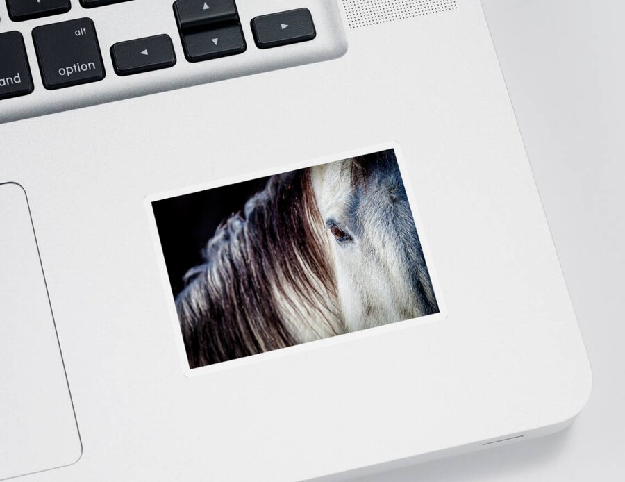 Horse Sticker featuring the photograph Wild Horse No. 4 by Craig J Satterlee