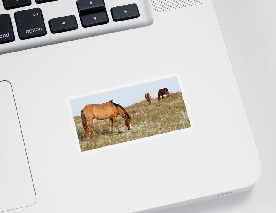 Wild Horses Sticker featuring the photograph Wild Horses of the Southern Outer Banks of North Carolina by Bob Decker