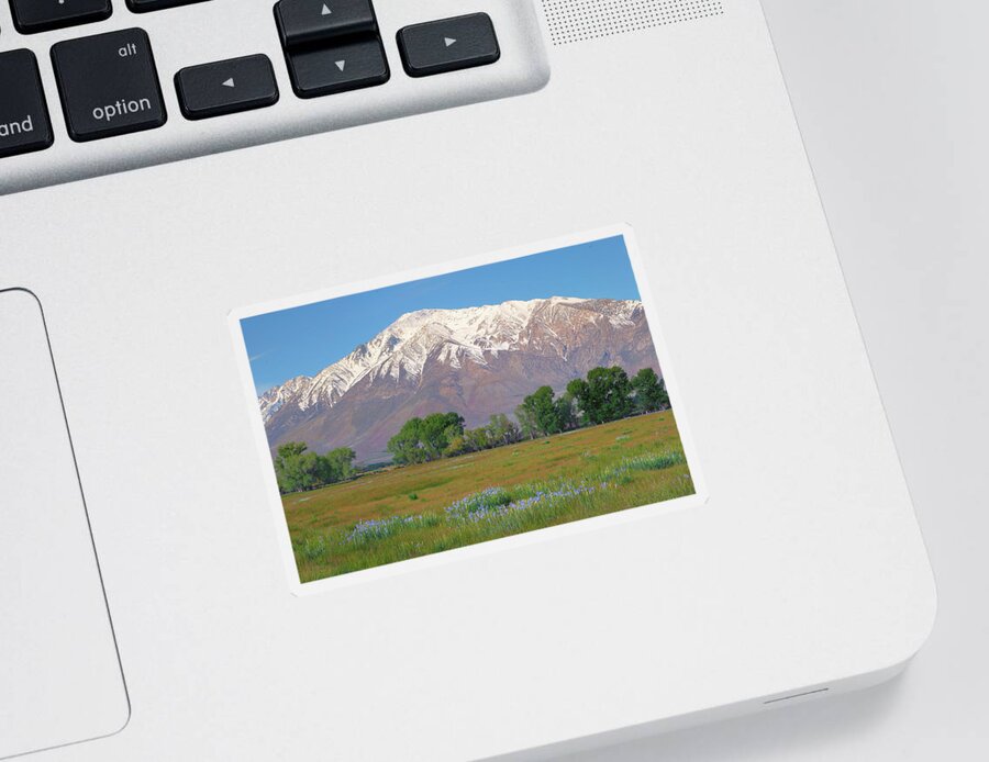 Mount Tom Sticker featuring the photograph Wild Irises and Mount Tom in Eastern Sierra, California by Ram Vasudev