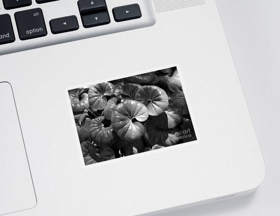 Fine Art Photography Sticker featuring the photograph Wild plants Florida by David Lee Thompson