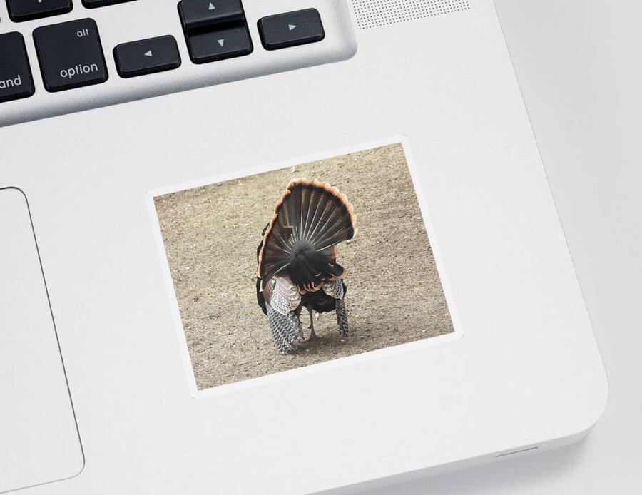 Wild Turkey Sticker featuring the photograph Wild Turkey Tom 2 by Amanda R Wright