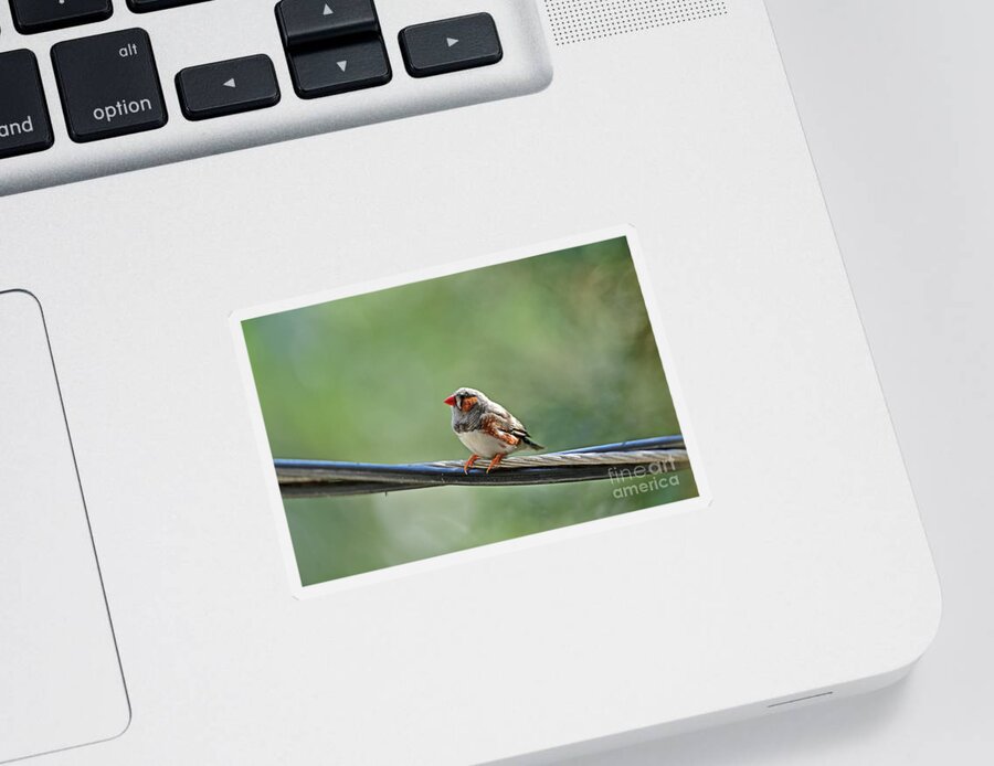 Zebra Finch Sticker featuring the photograph Wild Zebra Finch by Amazing Action Photo Video