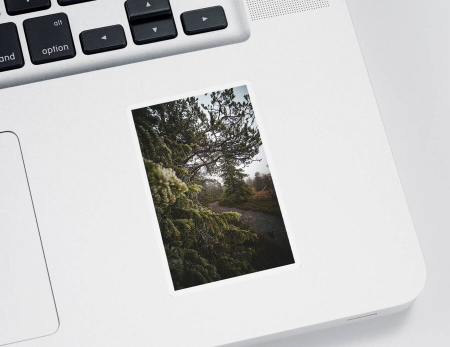 Pine Sticker featuring the photograph Wildlife in autumn and foggy season by Vaclav Sonnek
