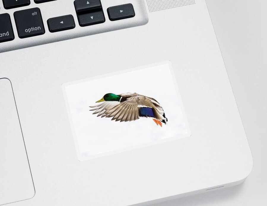Anas Sticker featuring the photograph Winter Drake by Mircea Costina Photography