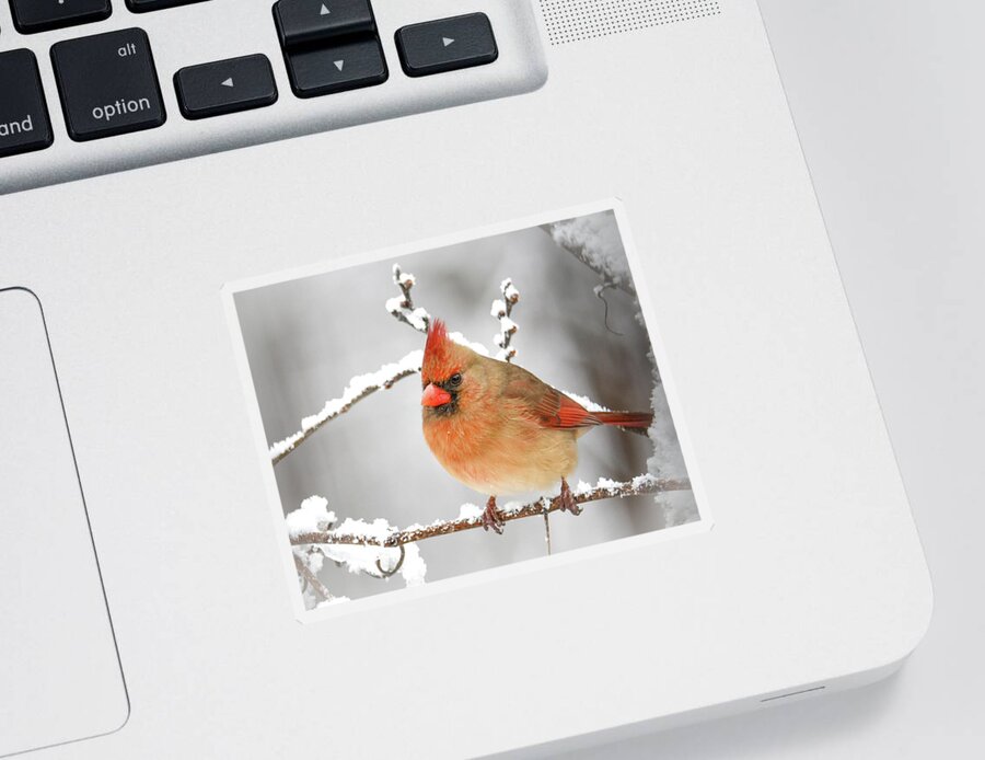 Winter Female Cardinal Sticker featuring the photograph Winter Female Cardinal by Michelle Wittensoldner