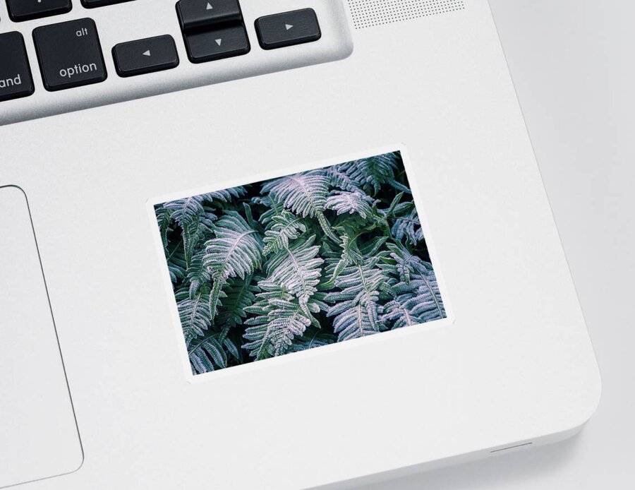 Frost Sticker featuring the photograph Winter Ferns by Naomi Maya