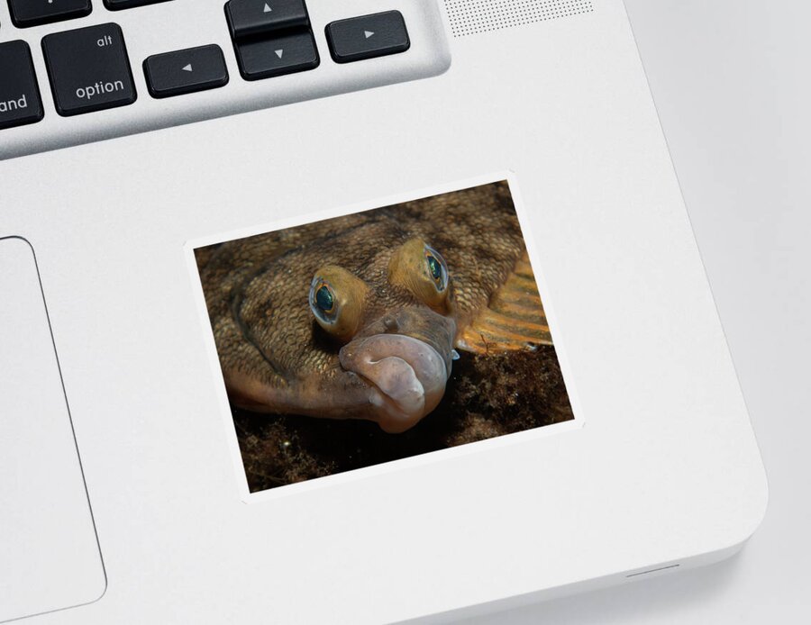 Flounder Sticker featuring the photograph Winter flounder by Brian Weber
