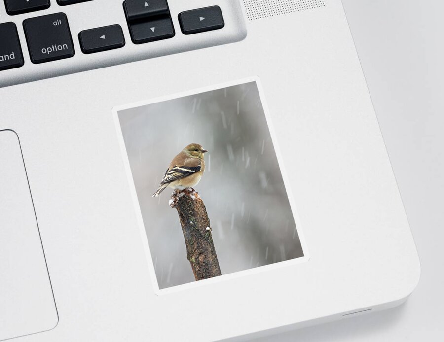 Goldfinch Sticker featuring the photograph Winter Gold by Gina Fitzhugh