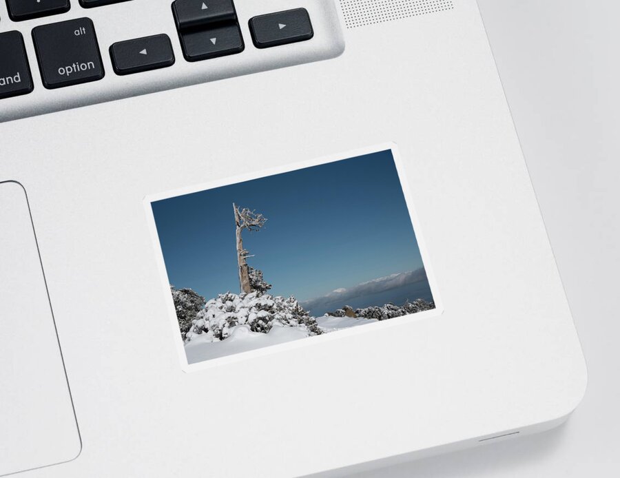 Single Tree Sticker featuring the photograph Winter landscape in snowy mountains. frozen snowy lonely fir trees against blue sky. by Michalakis Ppalis