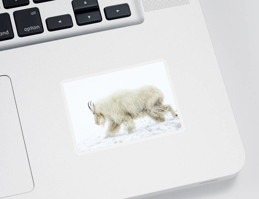 Mountain Goat Sticker featuring the photograph Winter Mountain Goat by Wesley Aston