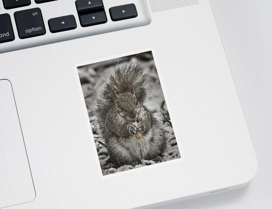 Animal Sticker featuring the photograph Winter Squirrel The Wink by Bob Orsillo