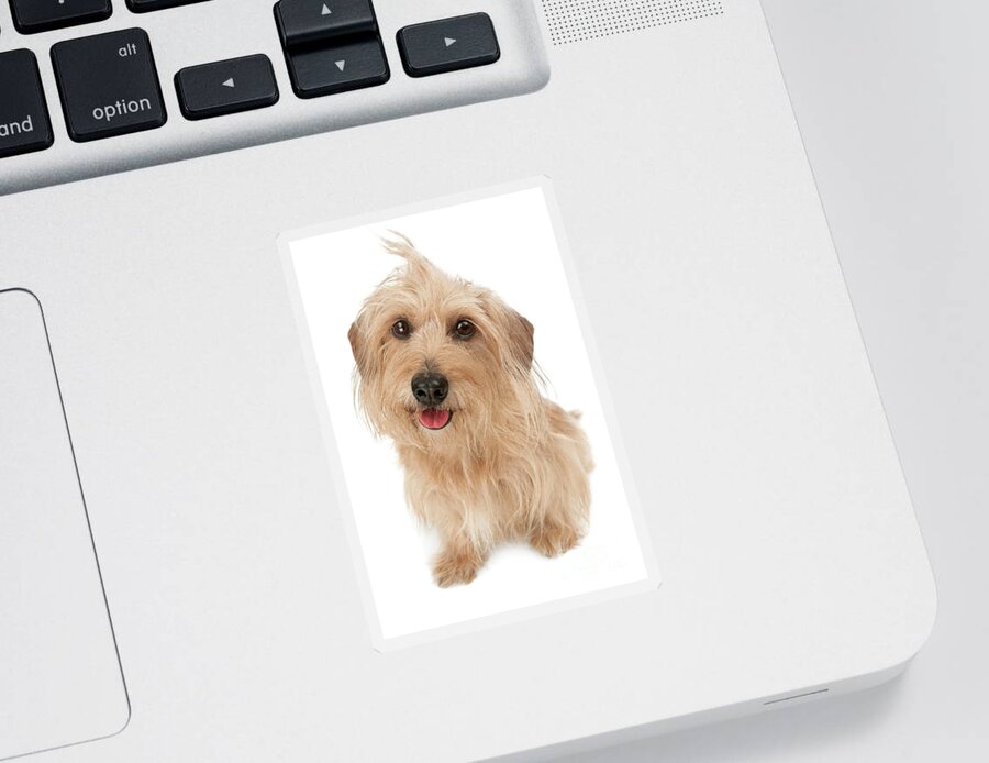 Dog Sticker featuring the photograph Wire haired Doxie Joy by Renee Spade Photography